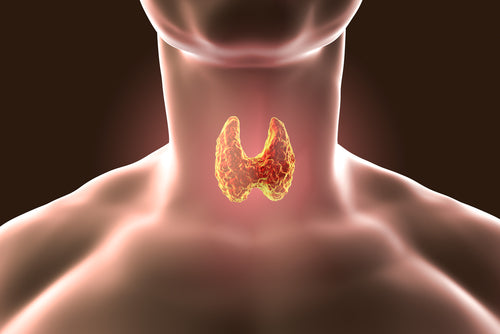 Things You Didn't Know Your Thyroid Is Responsible For
