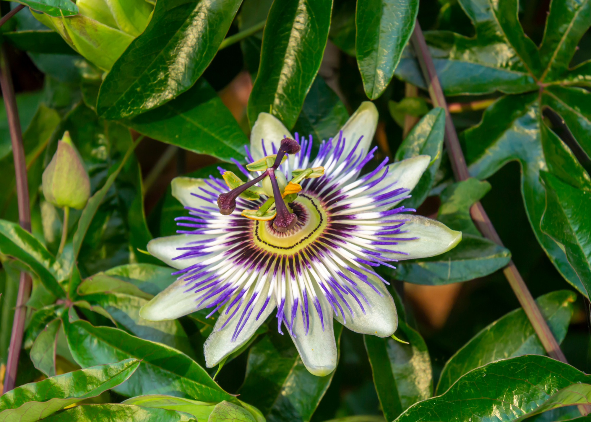 Passion Flower