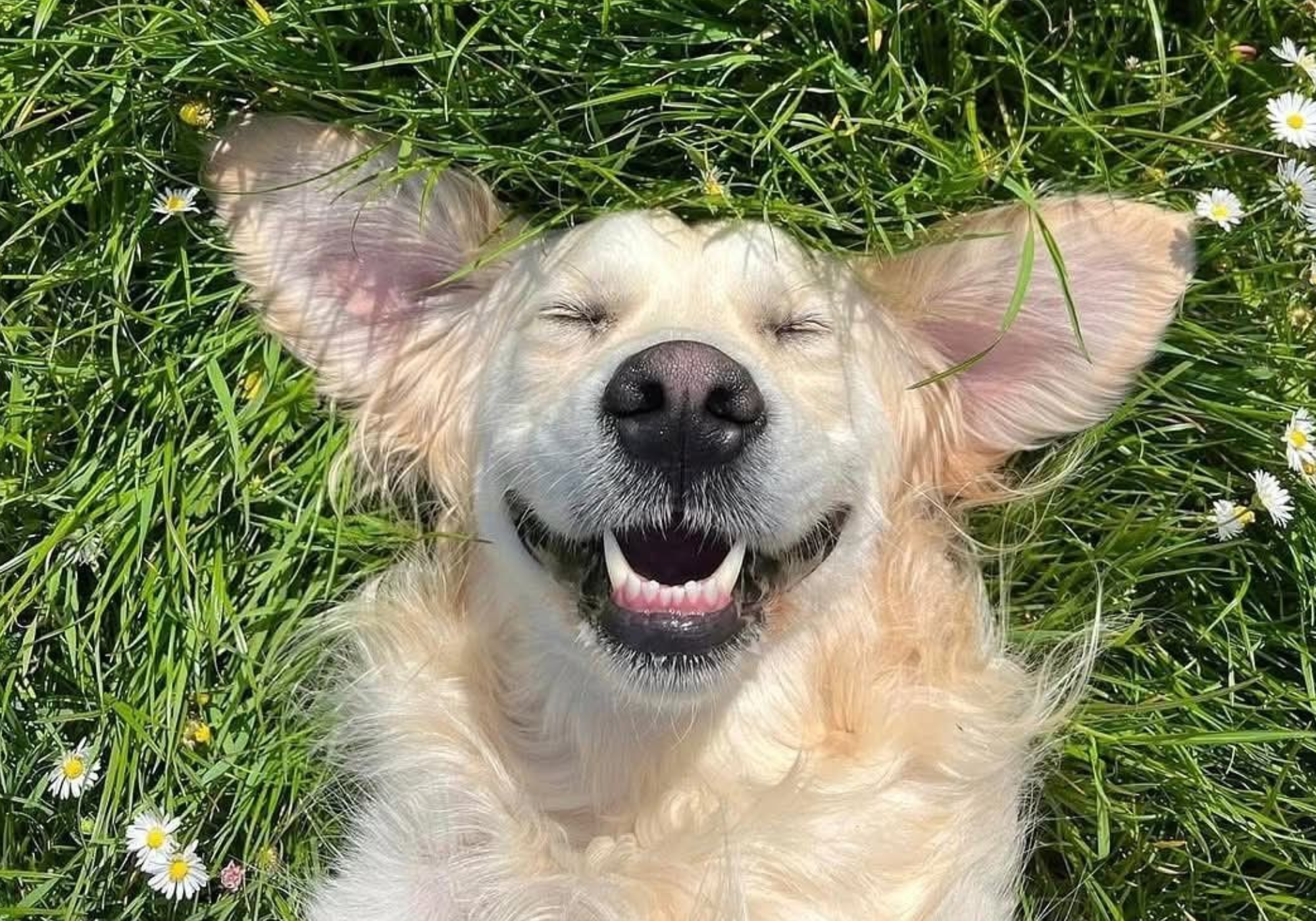 Celebrate International Day of Happiness with 5 Natural Ways to Boost Your Mood