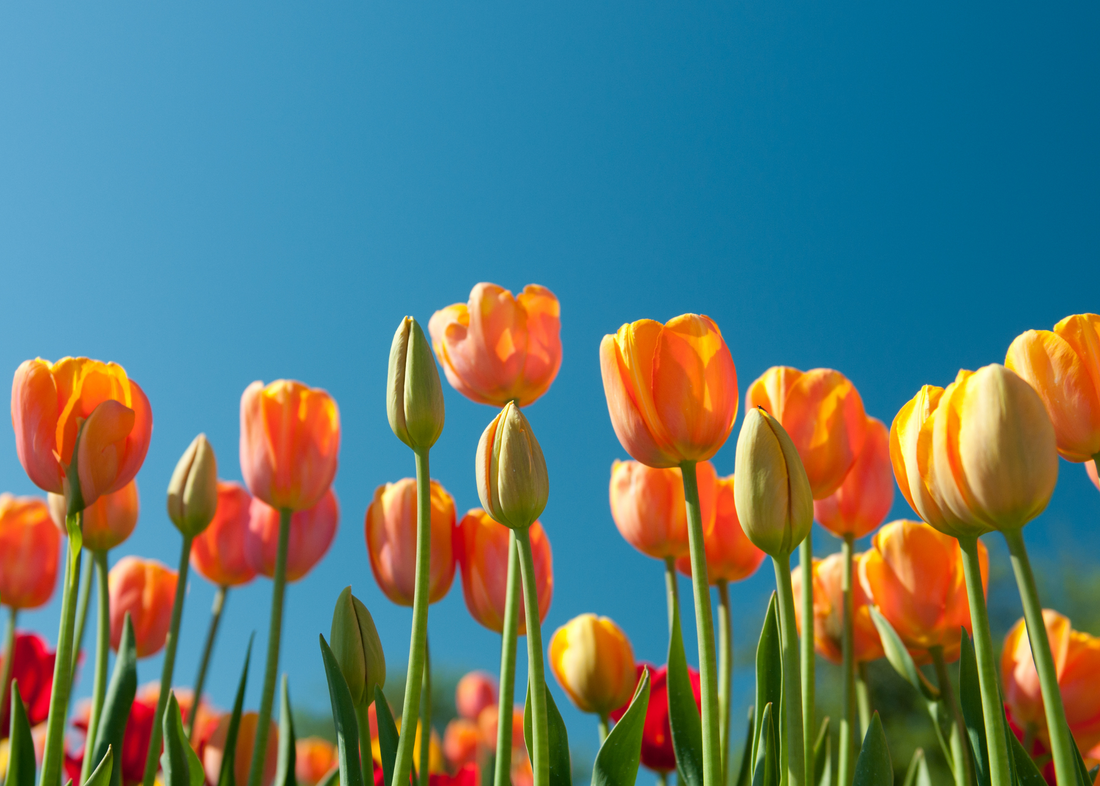 Breathe Easy: How to Support Sinus and Respiratory Health Year-Round