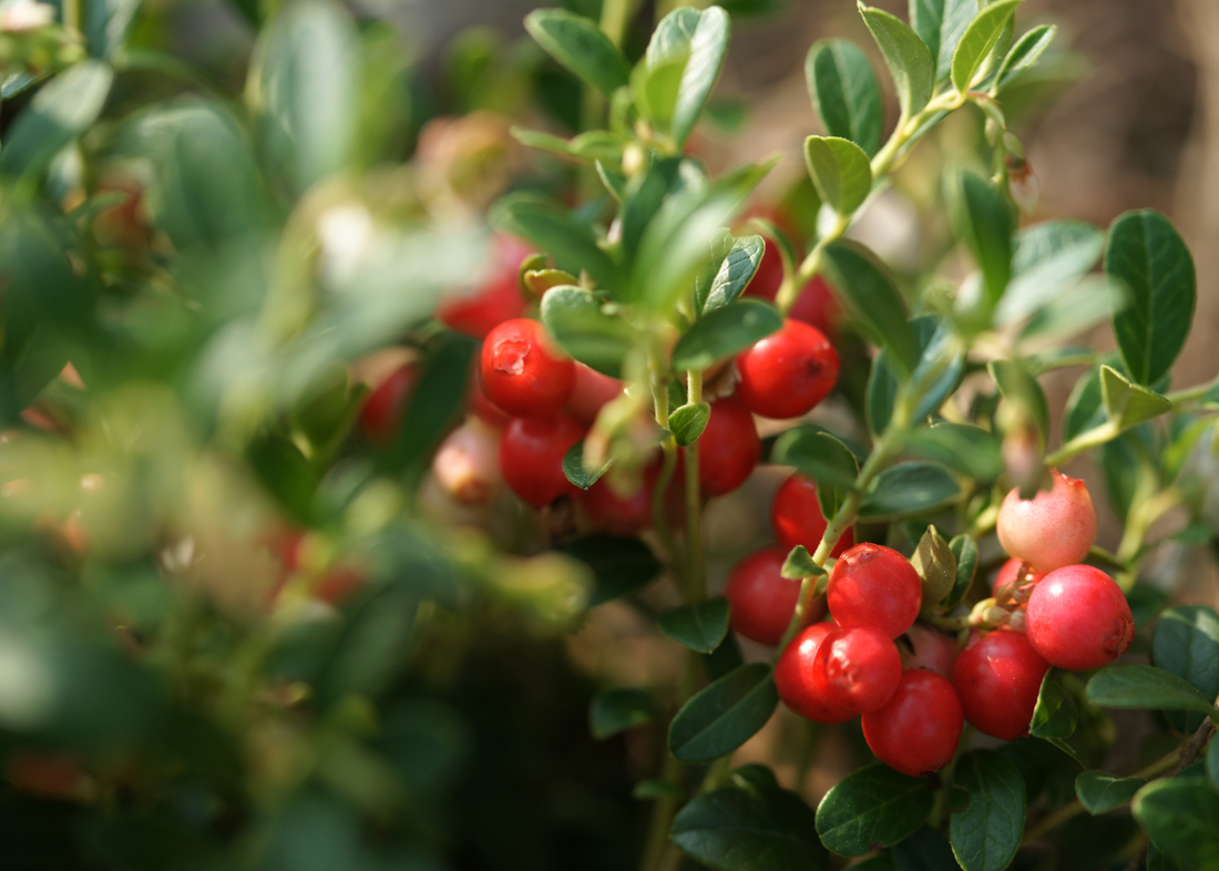 Six Foods That are Rich in Iodine