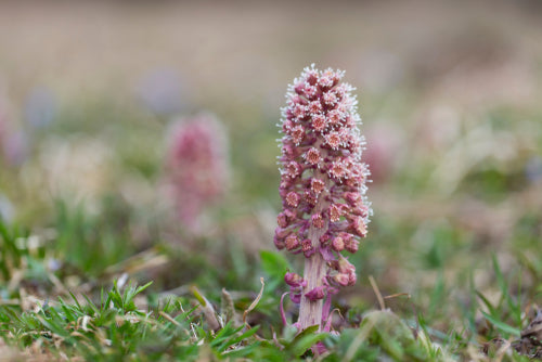 Why PA-Free Butterbur is Important