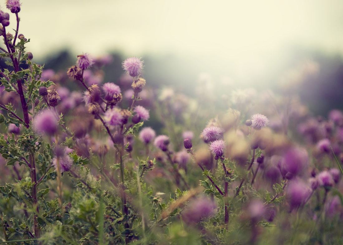Getting to Know Milk Thistle