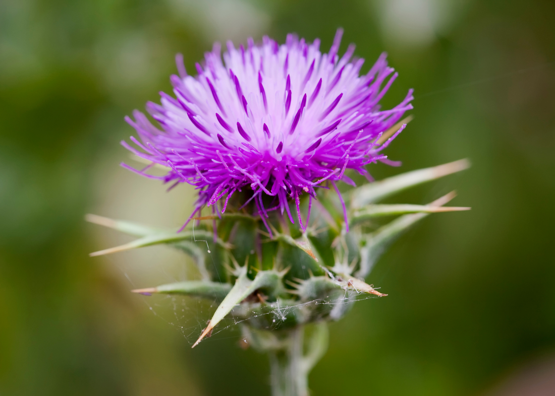 Making Sense of Milk Thistle