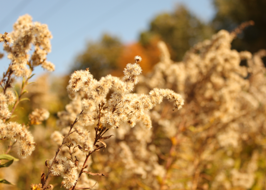 The Season for Ragweed