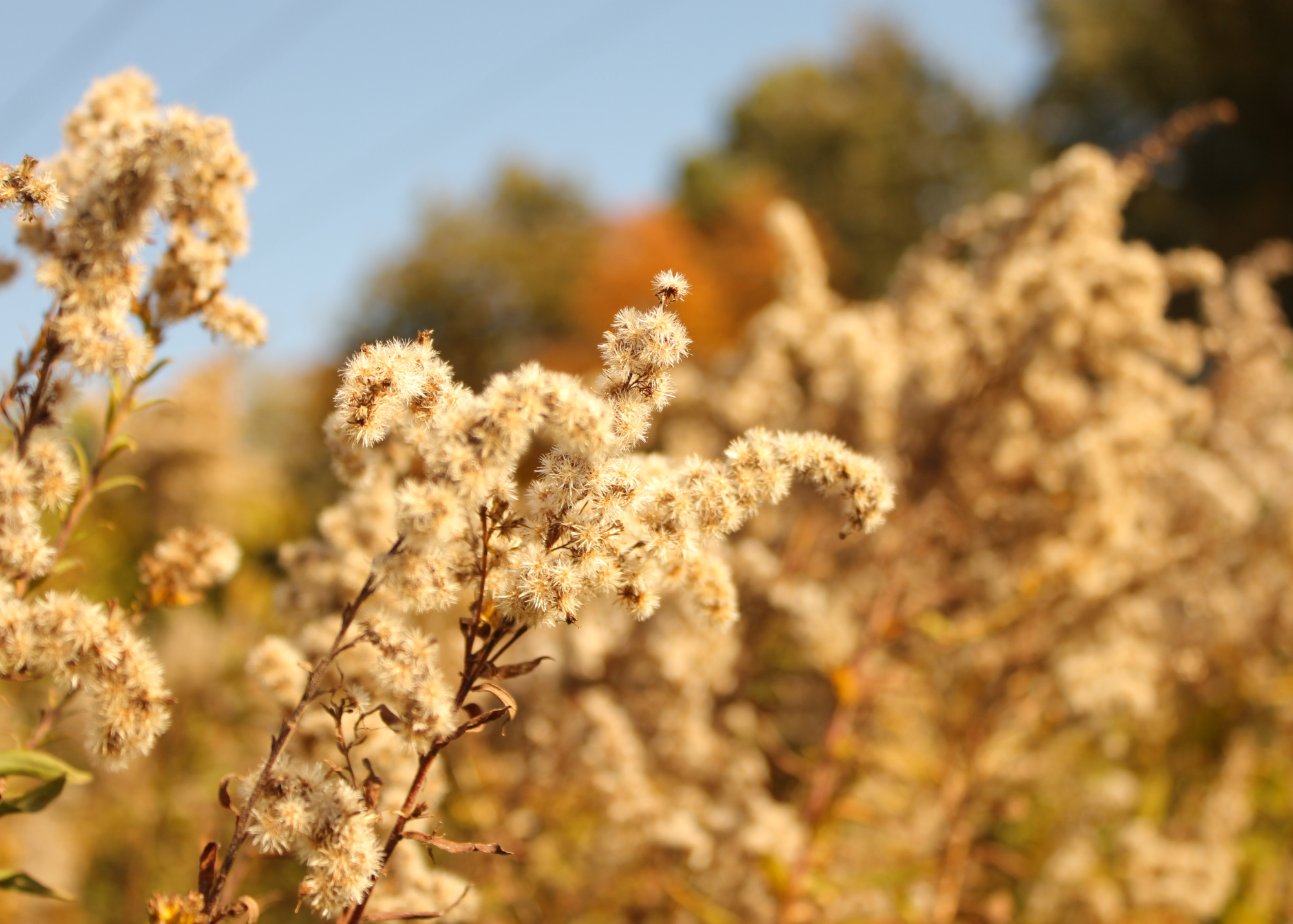 The Season for Ragweed