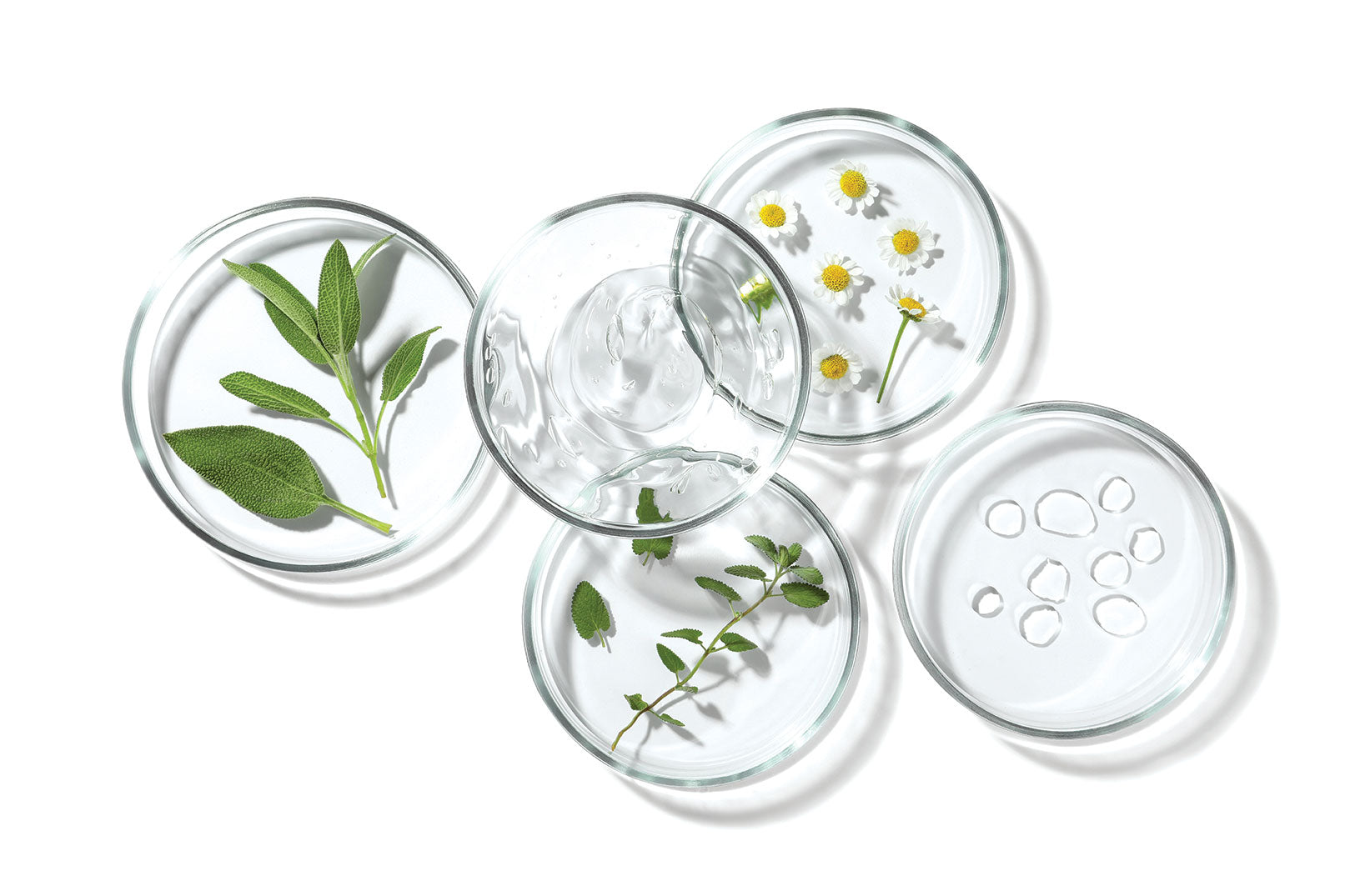 ndv-plants-dishes.jpg